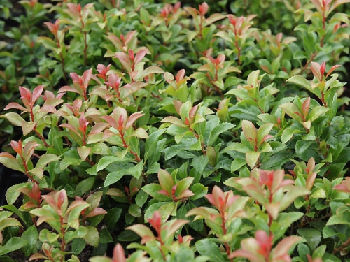 Pieris japonica 'Little Hedge Green'